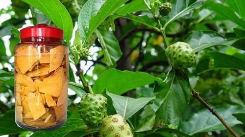 Ngâm rượu từ rễ nhàu tươi