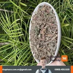 Chè Dây Noni Tấn Phát Phân Tích Chuyên Sâu Công Dụng Sức Khỏe