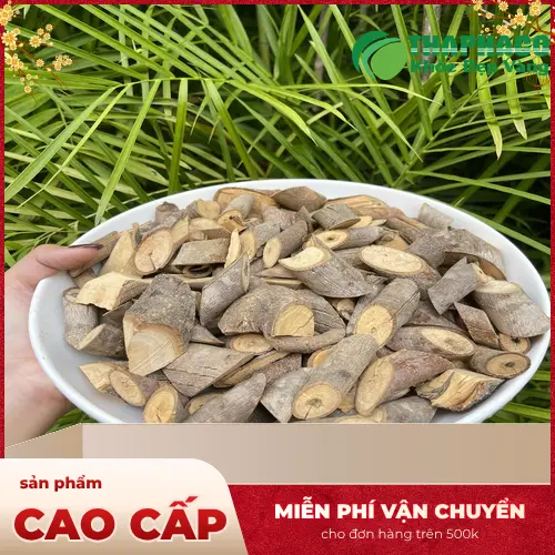 Noni Tấn Phát – Địa chỉ uy tín cung cấp cây an xoa