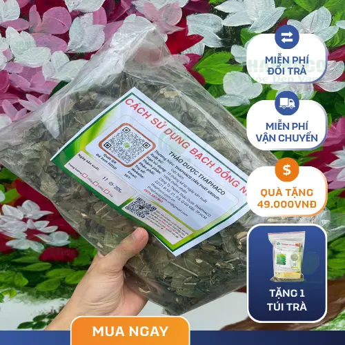 Hình ảnh cây Bạch Đồng Nữ tươi xanh mọc trong tự nhiên