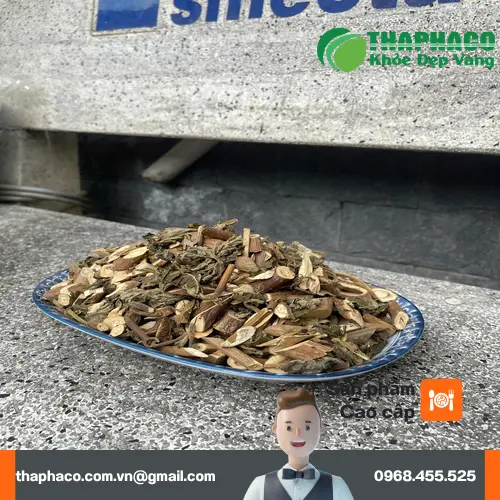 Lá Bạch Đồng Nữ tươi được thu hái, chuẩn bị cho quá trình chế biến