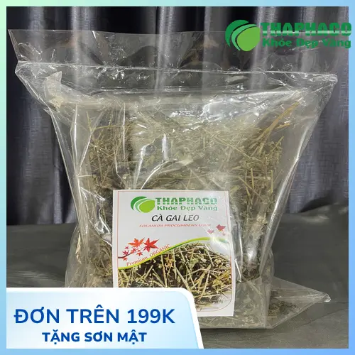 Cây cà gai leo tươi tự nhiên