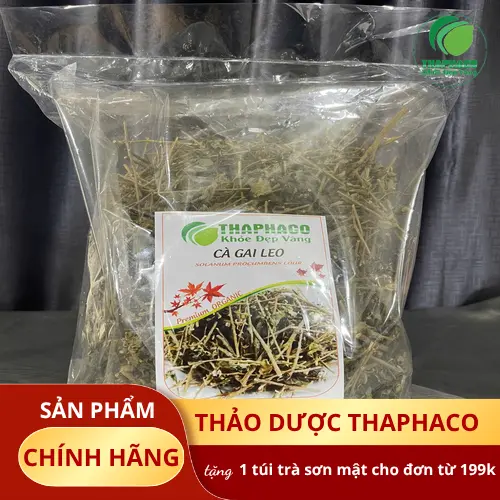 Dược sĩ tư vấn về cà gai leo