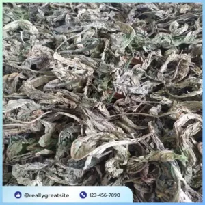 Lá khôi tía sấy khô tại TP.HCM: Giải pháp tự nhiên từ Noni Tấn Phát