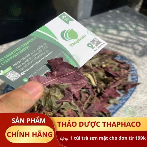 Lá đơn đỏ tươi Noni Tấn Phát