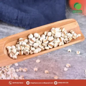 Sỉ ý dĩ chất lượng tại TP.HCM: Noni Tấn Phát – Lựa Chọn Vàng