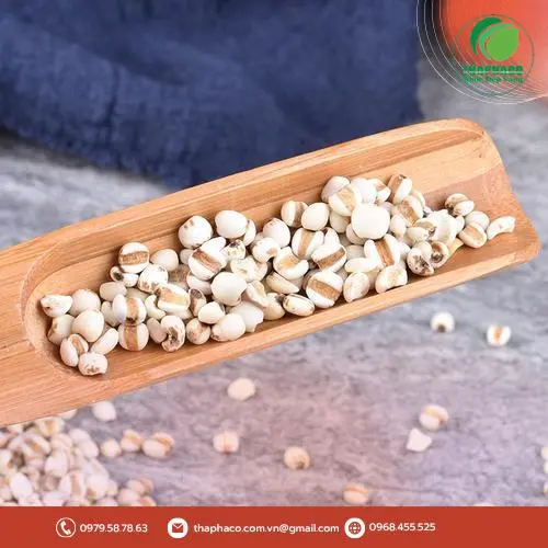 Ý dĩ Noni Tấn Phát nguyên chất, tự nhiên