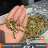 Cửa hàng cung cấp sỉ lẻ hoàn ngọc khô tại TP.HCM