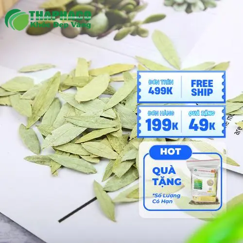 Phan Tả Diệp Khô Đóng Gói Tiêu Chuẩn Noni Tấn Phát