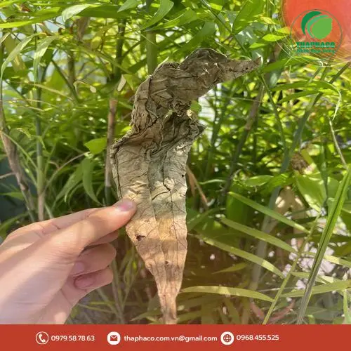 Sản phẩm lá khôi tía sấy khô đóng gói tiện lợi từ Noni Tấn Phát