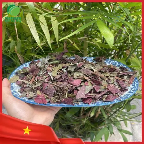 Khách hàng đang kiểm tra chất lượng lá đơn đỏ Noni Tấn Phát