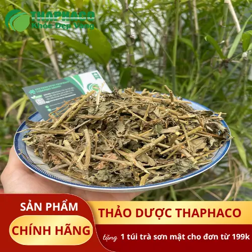 Cà gai leo phơi khô tự nhiên, giữ nguyên dược tính