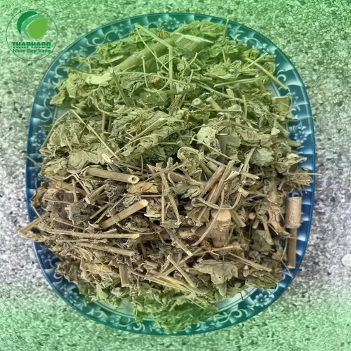 Cây cối xay Noni Tấn Phát - Thảo dược quý hỗ trợ điều trị sỏi thận