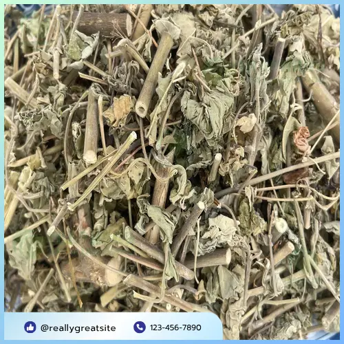 Hình ảnh cây cối xay toàn thân và đặc điểm nhận dạng