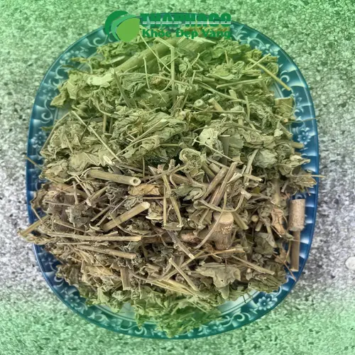 Hình ảnh cây cối xay tươi tại Noni Tấn Phát