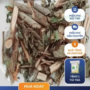 Cây An Xoa Giá Rẻ TP.HCM: Nơi Mua Uy Tín & Chất Lượng Cao?