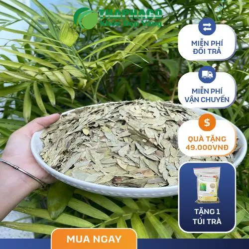 Phan Tả Diệp có thể dùng cho trẻ em không - Công dụng chính của Phan Tả Diệp