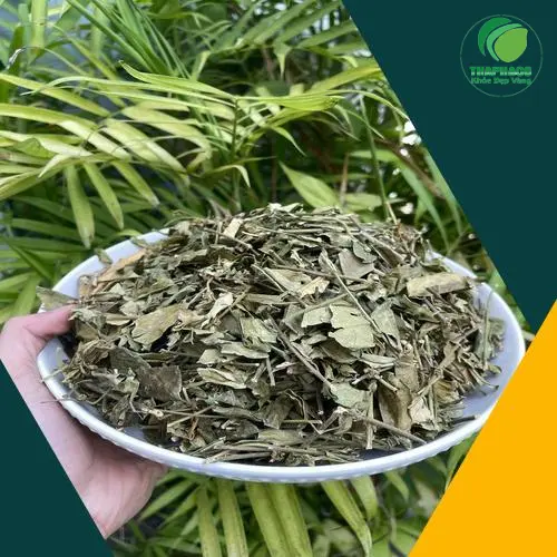 Cây dây thìa canh trong tự nhiên đang leo trên thân cây khác