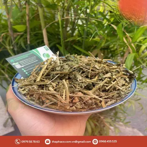 Lợi ích của cà gai leo cho gan Noni Tấn Phát