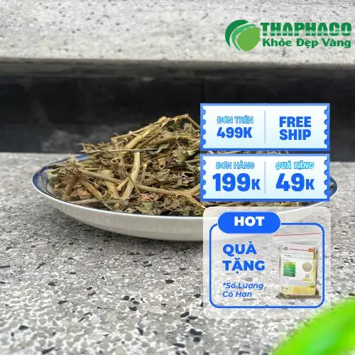 Hình ảnh bao bì sản phẩm cà gai leo của Noni Tấn Phát, thể hiện sự chuyên nghiệp và chất lượng
