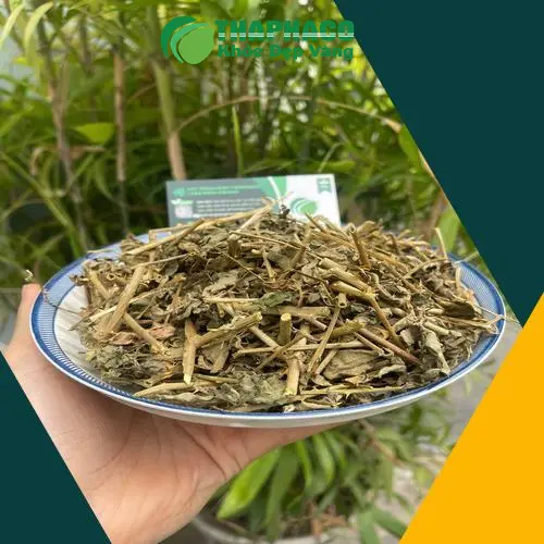 Chứng nhận chất lượng cà gai leo Noni Tấn Phát