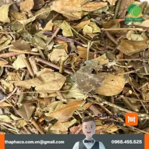Chè Vằng Noni Tấn Phát: Bí Quyết Vàng Cho Sức Khỏe Toàn Diện