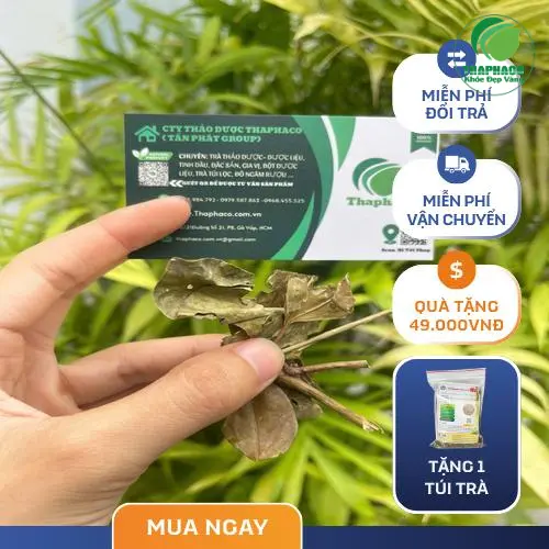 Hình ảnh lá chè vằng tươi được thu hái cẩn thận để làm chè vằng Noni Tấn Phát