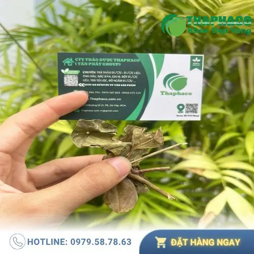 Chè vằng Noni Tấn Phát quy trình sản xuất