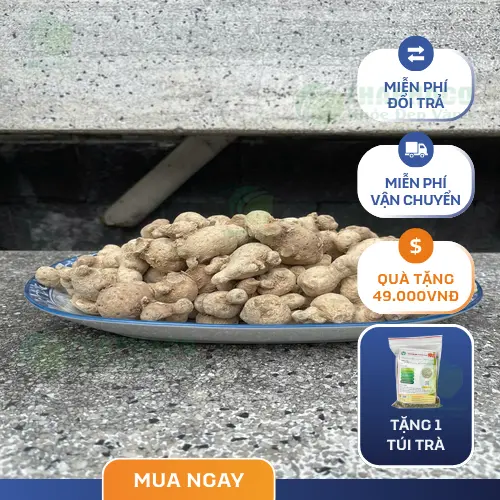 Quy trình tuyển chọn và sơ chế củ tam thất nam đạt chuẩn tại Noni Tấn Phát