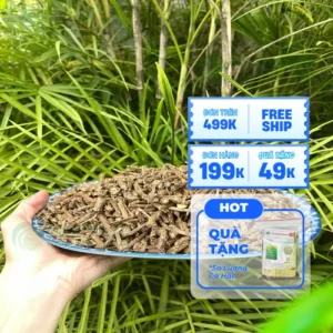 Giá 1kg Dây Thần Thông Là Bao Nhiêu? Cập Nhật Mới Nhất 2024