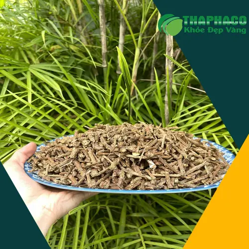 Cách bảo quản Dây Thần Thông Noni Tấn Phát