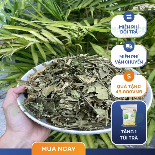 Cây dây thìa canh tươi sinh trưởng tự nhiên