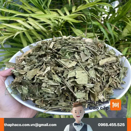 Dây thìa canh Noni Tấn Phát đã sơ chế và phơi khô