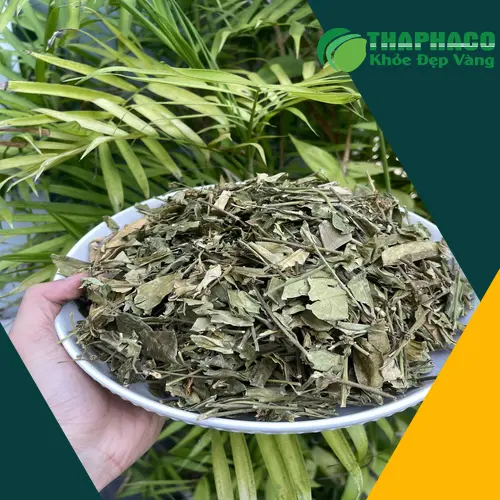 Sử dụng Dây Thìa Canh hiệu quả