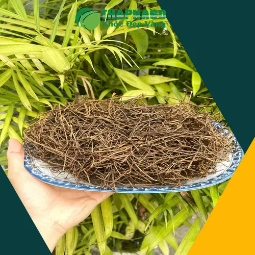 Hình ảnh dây tơ hồng tươi, thân mảnh màu vàng cam