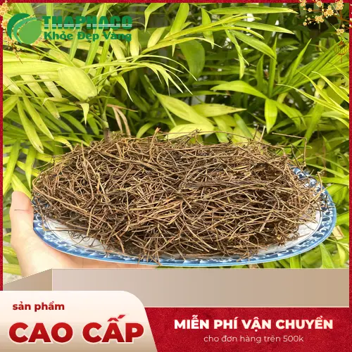 Pha trà dây tơ hồng đúng cách