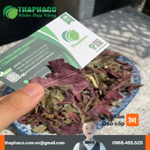 Lá đơn đỏ tươi Noni Tấn Phát