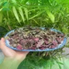 Lá đơn đỏ sấy khô túi 1kg giá rẻ - Noni Tấn Phát