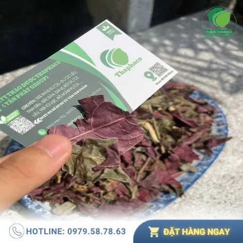 Cách pha trà lá đơn đỏ sấy khô đúng chuẩn Noni Tấn Phát