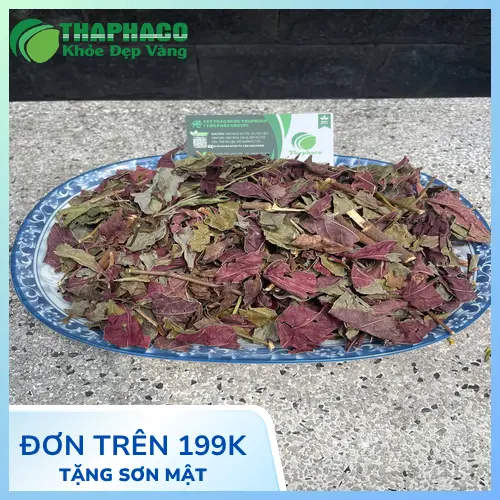 Công dụng đa dạng của Lá đơn đỏ sấy khô Noni Tấn Phát