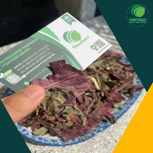 Sản phẩm lá đơn đỏ Noni Tấn Phát chất lượng cao