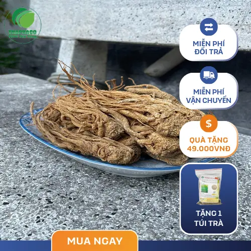 Hình ảnh đương quy tươi nguyên củ tại Noni Tấn Phát