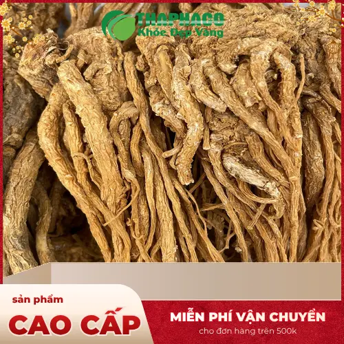 Đương Quy - Thảo dược quý cho sức khỏe phụ nữ