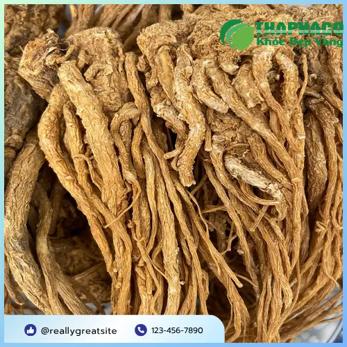 Chuyên gia Noni Tấn Phát kiểm tra chất lượng đương quy