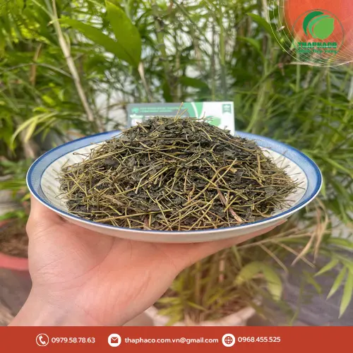 Giảo Cổ Lam Noni Tấn Phát hỗ trợ sức khỏe
