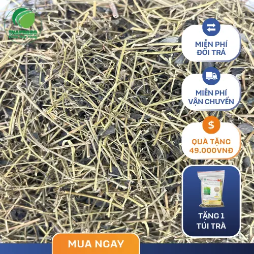 Giảo cổ lam khô đã được sơ chế