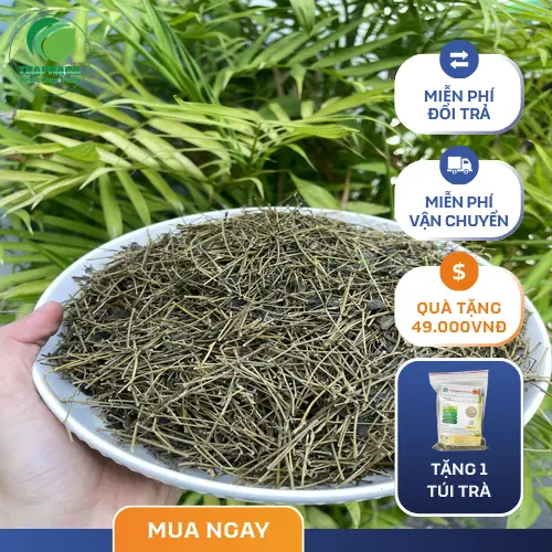 Giảo Cổ Lam Noni Tấn Phát chuẩn chất lượng