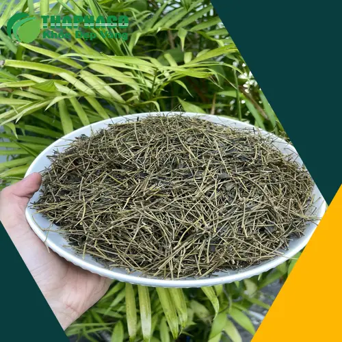 Pha trà giảo cổ lam hàng ngày