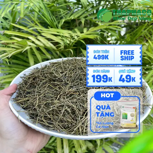 Liên hệ Noni Tấn Phát để mua sỉ Giảo Cổ Lam chất lượng cao