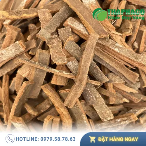 Vỏ cây Hậu phác khô, một vị thuốc quý trong Đông y
